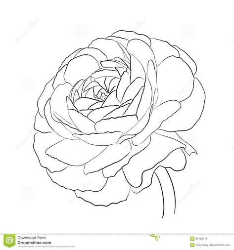 Ranunculus Drawing, Ranunculus Garden, Illustration Flower, Ranunculus Flowers, Flower Outline, Quick Crochet Patterns, Colouring Printables, Bee Tattoo, Pen And Watercolor