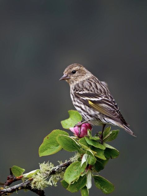 Chris Hansen, Pine Siskin, Hawfinch, Siskin, Chaffinch, Life List, Bullfinch, Finches, Goldfinch