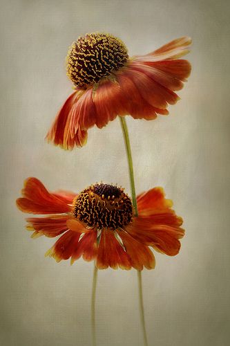 Helenium Orange Flowers Photography, Photo Shoot Ideas Flowers, Helenium Flower, Love Garden, Amazing Art Painting, Flower Farm, Flower Pictures, Orange Flowers, Flowers Photography