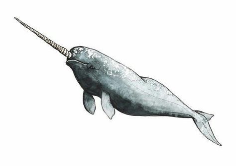 Narwal Tattoo, Narwhal Tattoo, Watercolour Fish, Narwhal Art, Bedroom Wall Stickers, Whale Sticker, Whale Tattoos, Watercolor Fish, Wall Stickers Bedroom