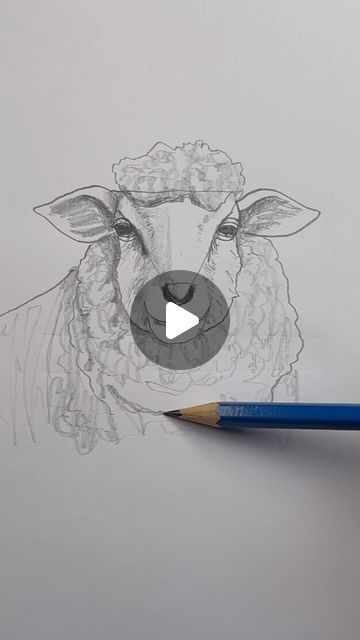 Mark Liam Smith on Instagram: "Draw a sheep 🐑 Easy drawing lesson for beginners on how to draw a sheep. #drawinglesson #howtodraw" How To Draw A Sheep Easy, Sheep Drawing Step By Step, Painting Of Sheep, How To Draw A Sheep, Sheep Drawing Illustration, Sheep Drawing Simple, Pictures Of Sheep, Shropshire Sheep, How To Draw Sheep