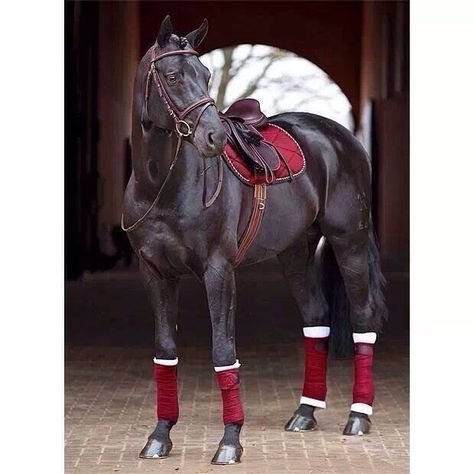 Love the maroon!! Regnul Animal, Riding School, Horse Equipment, Black Horses, Majestic Horse, Horse Crazy, Majestic Animals, Horse Equestrian, Horse Life