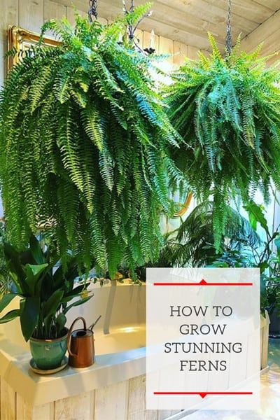 Plants For Window Privacy, How To Grow Ferns, How To Care For Ferns Outdoors, How To Take Care Of Ferns Outside, Growing Ferns Outdoors, How To Make Ferns Grow Big, Repotting Ferns, Outdoor Ferns In Pots, Fern Care Outdoor