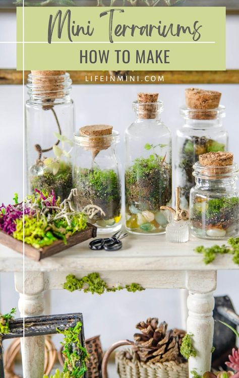 Take your love of gardening to a whole new level, a tiny level and learn how to make mini terrariums. You can choose to make a closed or an open terrarium using live moss to create a miniature living garden in a bottle. -- FamilySpice.com Mini Ecosystem Diy In A Jar, Garden In A Bottle, Self Sustaining Terrarium, Closed Terrarium Plants, Science Unit Studies, Fairy Terrarium, Terrarium Gifts, Bottle Terrarium, Food Forest Garden