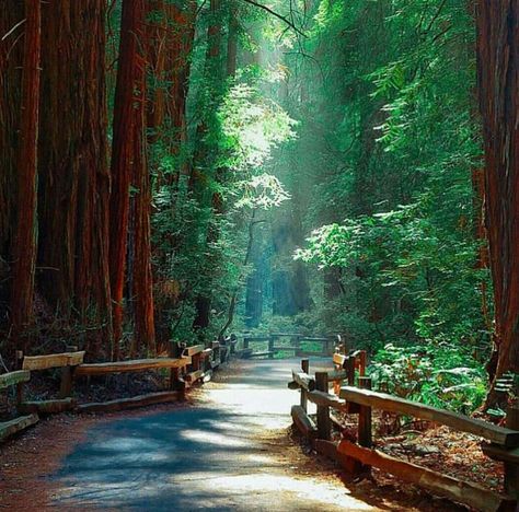 Muir Woods National Monument Muir Woods California, Muir Woods National Monument, Marin County California, Muir Woods, California Photos, Redwood Forest, Forest Path, Marin County, Pub Crawl