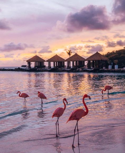 Aruba | Photo by @thetravelpro #naturegeography Flamingo Pictures, Hotel Secrets, Flamingo Wallpaper, Flamingo Beach, Destination Voyage, Aruba, Wonderful Places, Luxury Travel, Beautiful Birds