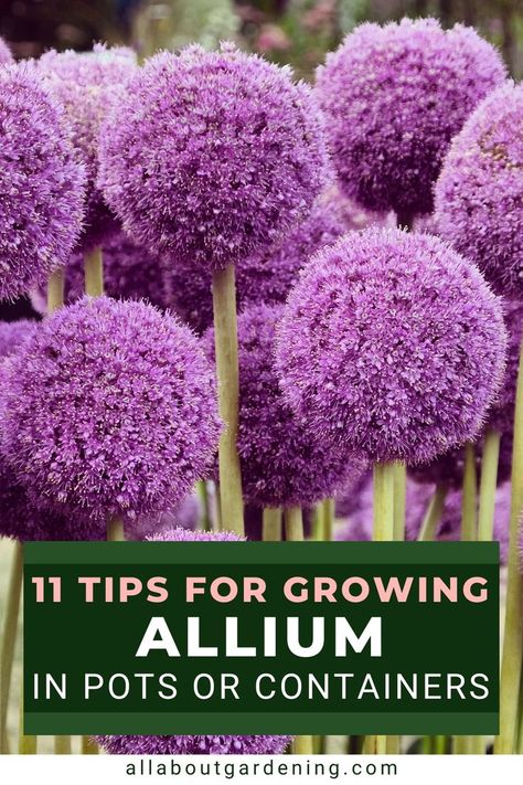 In this article, our certified master gardener shares her top tips for growing ornamental allium in pots or containers this season! Come check it out! Allium Garden, Allium Flowers, Heating A Greenhouse, Master Gardener, Container Flowers, Container Plants, Top Tips, Green Thumb, Daffodils