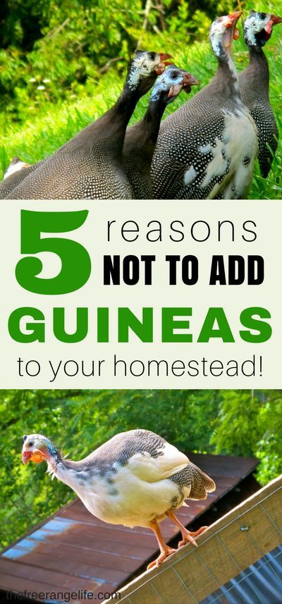 Homestead Livestock, Guinea Hens, Urban Chicken Farming, Homestead Animals, Raising Farm Animals, Guinea Fowl, Free Range Chickens, Backyard Chicken Coops, Game Birds