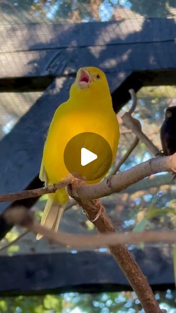 Tropical Aviary, Aviary Birds, Bird Singing, Singing Birds, Canary Birds, Song Bird, Beautiful Birds, Singing, Birds