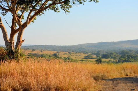 South African Bush veld at Huhuluwe Game Reserve Kwa-zulu Natal ,K Africa Forest, The Veldt, Landscape Study, African Landscape, African Plains, Oil Painting Tutorial, Lion Images, Rice Fields, Out Of Africa