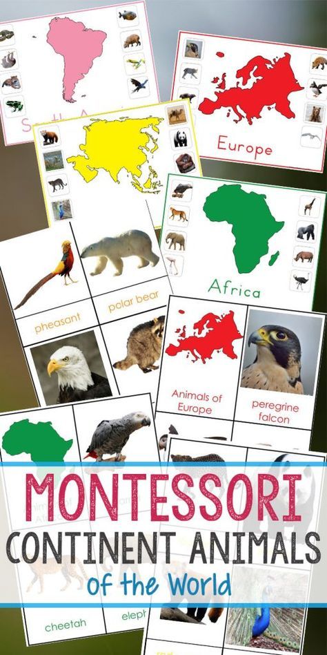 Montessori Animals and Continents Printables, Great Hands-on activities for learning all about animals and continents. Animals continents worksheet, animals and their continents activities, Montessori animals of seven continents, animal continents activity sheets, what animal can be found on every continent, Montessori continents printables #montessori #Montessoriactivities #geography #animalactivities Montessori Continents, Montessori Animals, Continents Activities, Table Activities, Montessori Science, Montessori Geography, Montessori Printables, Montessori Books, Geography Activities