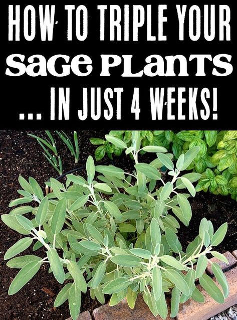 Herb Gardening for Beginners Grow Sage, Sage Plants, Growing Sage, Mason Jar Herb Garden, Medicinal Herbs Garden, Sage Plant, Harvesting Herbs, Herb Gardening, Indoor Herb Garden