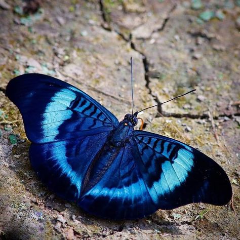 A beautiful Red Flasher butterfly (Panacea prola Doubleday) 💙🦋🦋 Peru 🇵🇪 #amazon #rainforest #peru  #butterfly #butterflies #insect #jungle #insects #amazonia #wilderness #wildlife #nature #conservation  #discoversouthamerica #exploreperu #savewildlife #biodiversity #lovenature    📷@rupertkainradl Amazon Rainforest Flowers, Rainforest Insects, Jungle Butterfly, Rainforest Design, Rainforest Butterfly, Peru Amazon, Rainforest Flowers, Moth Species, Save Wildlife