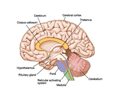 Bone Anatomy, Reticular Activating System, Brain Diagram, Timeline Format, Brain Nervous System, Human Nervous System, Corpus Callosum, Ap Psychology, Cerebral Cortex