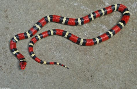 Lampropeltis triangulum elapsoides; Scarlet King Snake Scarlet King, Snakes For Sale, Milk Snake, King Snake, Snake Wallpaper, Reptile Room, Ball Python Morphs, Coral Snake, Corn Snake