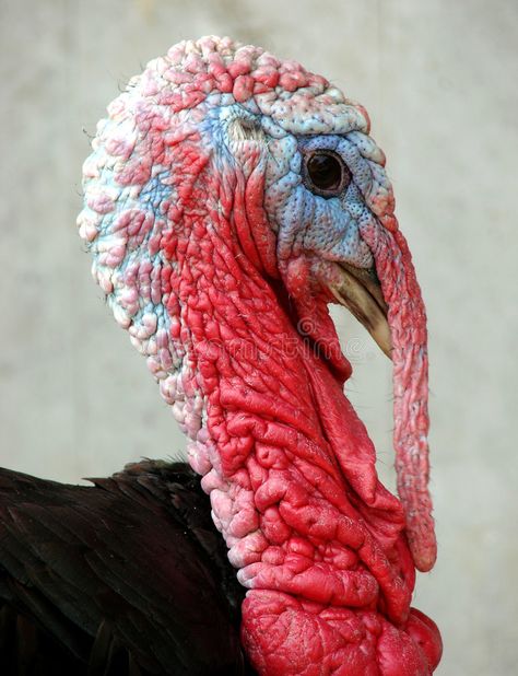 Turkey Head. Domestic male turkey head portrait on a farm (would not sign a mode , #spon, #male, #turkey, #head, #Turkey, #Head #ad Thanksgiving Dec, Turkey Mounts, Thanksgiving Wood Crafts, Turkey Head, Turkey Drawing, Turkey Bird, Turkey Images, Head Portrait, Turkey Photos