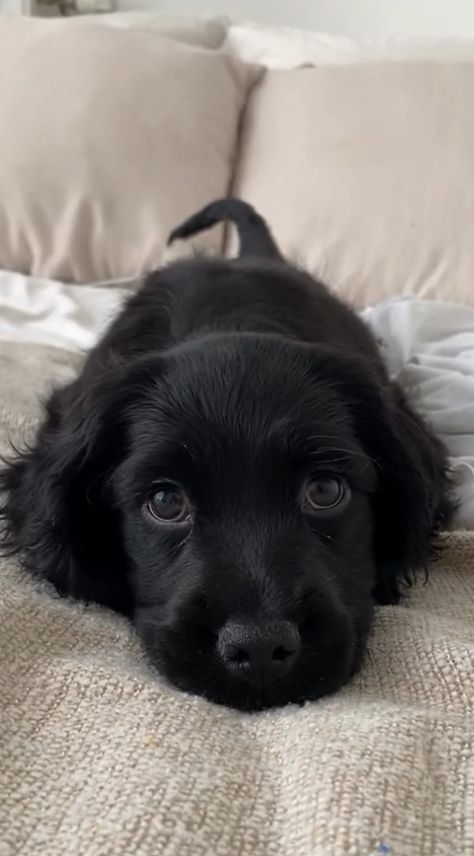 Black Spaniel Puppy, Cute Black Puppies, Black Cocker Spaniel Puppy, Black Cocker Spaniel Aesthetic, Puppies Black And White, Black Cocker Spaniel Puppies, Cooker Dog, Black Puppies, Black Cocker Spaniel