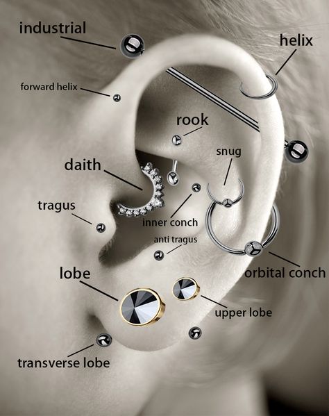 In case you need a helpful diagram of which piercings are which. Eat Peircings Women Chart, Ear Anatomy Piercing, Ear Chart Piercings, Ear Piercing Placement Chart Names, Ear Piercing Ideas Names, Ear Piercings Labeled, Ear Piercing Ideas Chart Names, Eat Piercing Placement Chart, Ear Peirce Chart