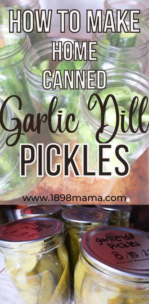 This garlic dill pickle recipe is sure to turn into one of your favorite canning recipes. Made with whole mustard seeds, fresh dill heads, and whole garlic cloves, providing great flavor, these are the most delicious pickles to make with your abundance of garden produce. Garlic Dill Pickle Recipe, Garlic Dill Pickles, Refrigerator Pickle Recipes, Homemade Pickles Dill, Dill Pickle Recipe, Best Pickles, Canning Pickles, Pickling Salt, Pickle Chips