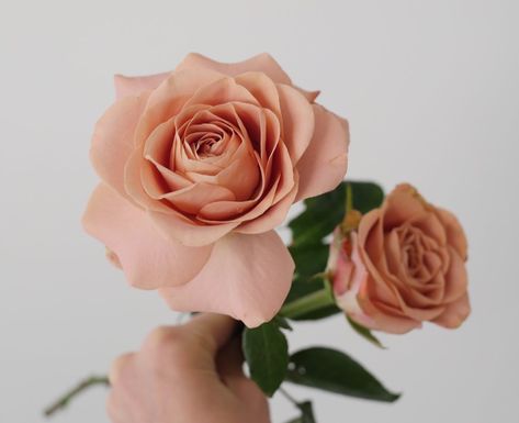 Color Theory Design, Cappuccino Rose, Combo Rose, Taupe Flowers, Portland Garden, Flower Variety, Sunset Palette, Wedding Roses, Woodland House