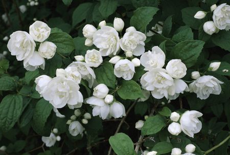 White flowers of the sweet mock orange shrub. Philadelphus coronarius - 12+ feet P. Virginalis - dwarf variety of the shrub Spring blooms. Shrubs With White Flowers, Mock Orange Shrub, Philadelphus Coronarius, White Flowering Shrubs, White Flowers Garden, White Flowering Plants, Small Flower Gardens, Flowering Bushes, Mock Orange