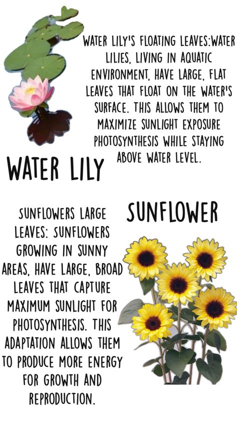 Structural Adaptations, Sunflower Leaves, Photosynthesis, Water Lilies, Floating