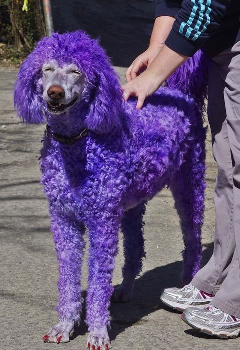 A Purple Poodle Colorful Poodles, Anjing Poodle, Poodle Standard, Purple Dog, Poodle Cuts, Creative Grooming, Tea Cup Poodle, Poodle Grooming, Puppy Cut