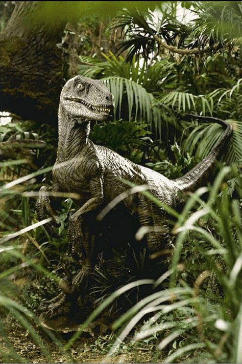 Sound Editing, Jurassic World Wallpaper, Jurassic Park 1993, Jurassic Park Movie, Lego Jurassic, Jurrasic Park, Lego Jurassic World, Land Before Time, World Movies