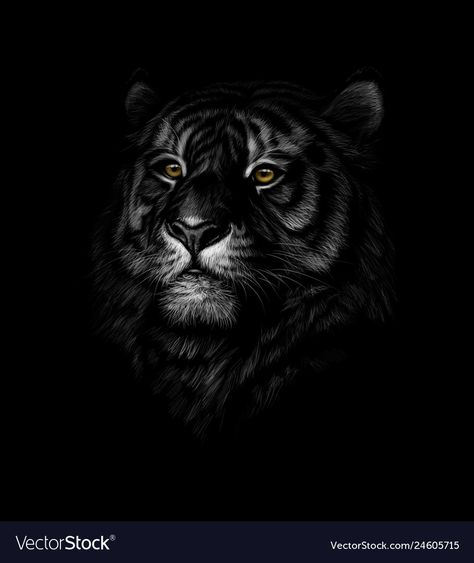 Tiger Fotografie, Wild Animal Wallpaper, Tiger Poster, Tiger Drawing, Tiger Canvas, Tiger Wallpaper, Lion Photography, Black Paper Drawing, Lion Wallpaper