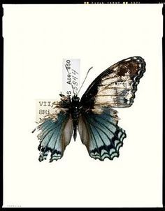 Butterly with torn wing. Decaying Butterfly Tattoo, Dan Winters, Metamorphosis Art, Borboleta Tattoo, Tier Tattoo, Broken Wings, Tattoos Skull, Butterfly Pictures, Wings Tattoo