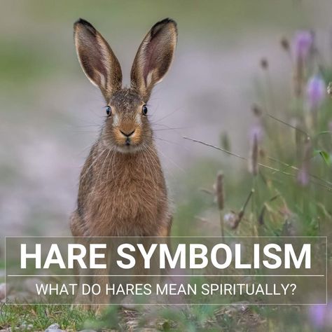 Celtic Hare Meaning, Irish Hare, Hare Mythology, Hare Spirit Animal Meaning, 3 Hares Tattoo, Hare Tattoo Ideas, Celtic Hare, Hare Symbolism, Moon Gazing Hare