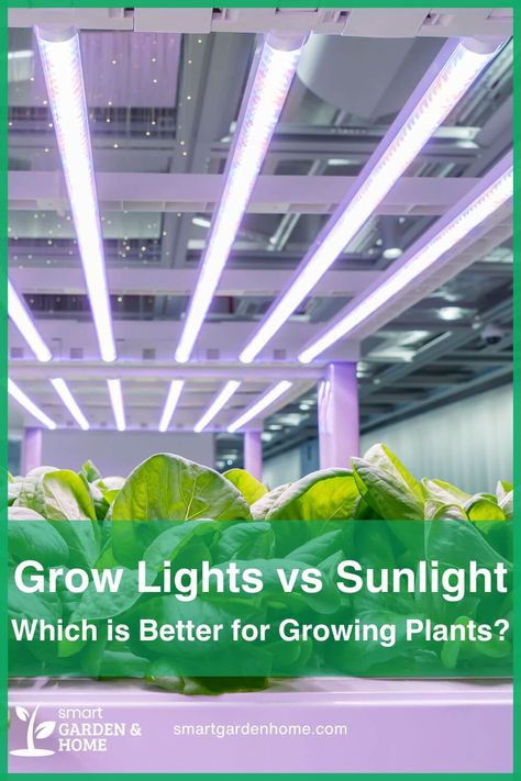 Grow lights or sunlight – which is better for your plants? Grow lights provide steady light indoors, boosting growth and health. Sunlight is natural and free, ideal for outdoor plants. Explore the pros and cons at Smart Garden and Home. How To Use Grow Lights, Growing Herbs Indoors With A Grow Light, Cute Grow Lights For Plants, Best Led Grow Lights Walmart, Composting Methods, Full Spectrum Led Grow Lights, Grow Lights For Plants, Gardening Techniques, Garden Compost