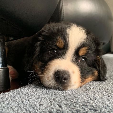 Berner Sennen Puppy, Berner Puppy, Bernese Mountain Dog Puppy, Swiss Mountain Dogs, Border Collie Dog, Pugs Funny, Pretty Animals, Mountain Dog, Bernese Mountain