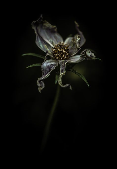 . . Decay Art, Billy Kidd, Wilted Flowers, Gothic Garden, Dark Flowers, Floral Photography, Natural Forms, Dark Background, Pics Art