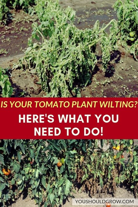 Is your tomato plant wilting?! Here's what you need to do! #Gardening #GardeningTips #VegetableGarden #GardenHacks #GTomatoes Tomatoes Plants Problems, Watering Tomatoes, Tomato Pruning, Types Of Tomatoes, Growing Tomatoes In Containers, Garden Magic, Tomato Plant, Organic Vegetable Garden, Garden Pest Control