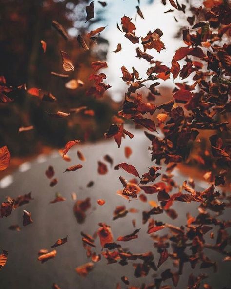 Leaves Falling Aesthetic, Falling Aesthetic, October Country, Leaves Falling, Nature Autumn, Autumn Magic, Aesthetic Autumn, Aesthetic Nature, Autumn Nature