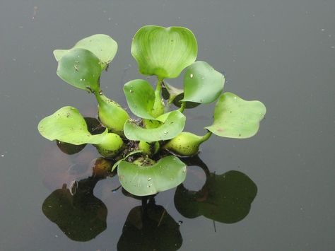 Black Warrior, Taman Air, Ceramic Sculpture Figurative, Floating Plants, Water Lilly, Pond Plants, Water Type, Plant Information, Ponds Backyard