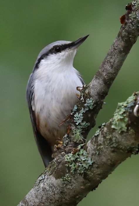 A Piece of Värmland. Eurasian Nuthatch, Celebrate Each New Day, August 26, Birdy, The Wind, New Day, Sweden, Birds, Comics