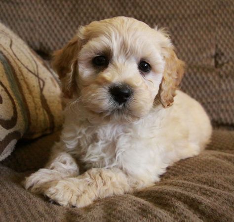 An adorable small dog with the personality of a big clown, the Cockapoo is the first of the “designer dogs”,dating back to the 1960s rather than to just a few years ago. Description from akcpuppiesnj.com. I searched for this on bing.com/images Family Dogs Breeds, Tips For Dogs, Cockapoo Puppy, Best Dogs For Families, Cockapoo Puppies, Yorkshire Terrier Puppies, Family Dogs, A Puppy, Dog Behavior