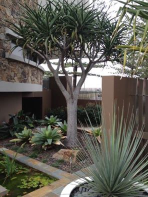 Aloe Vera Landscape Design, Nolina Nelsonii, Aloe Rock Garden, Cacti Landscape, Aloe Barberae, Mid Century Landscaping, Arid Landscape, Modern Gardening, Beach Front Home