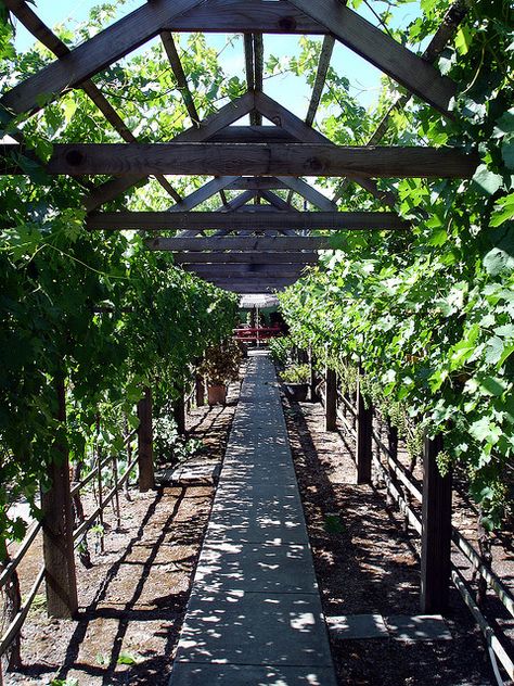 Need a small vineyard... Small Backyard Vineyard Ideas, Small Vineyard Ideas, Small Vineyard Backyard, Backyard Vineyard Ideas, Vineyard House Interior, Wine Trellis, Home Vineyard, Vineyard Lifestyle, Vineyard Backyard