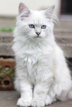 Le Guide Ultime pour accueillir un chaton chez soi! Tout ce dont vous avez besoin pour adopter un chaton! #adopterchaton #chaton Cat Breeds List, Purrfect Tale, Most Beautiful Cat, Cat Species, Sphynx Cat, White Cats, Cute Cats And Kittens, Cute Kittens, Warrior Cats