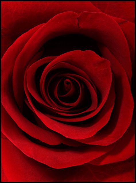 Red Red Rose | Flickr - Photo Sharing! Rosé Close Up, Mother Love, Beautiful Red Roses, Travel Photography Inspiration, 수채화 그림, Beautiful Rose Flowers, Love Rose, Rose Flowers, Red Aesthetic