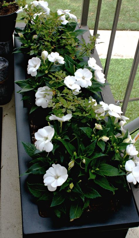 black window box with white flowers and greenery on patio floor <3 Cape Exterior, Black Window Box, White Window Boxes, Summer Planters, White Flower Pot, Patio Floor, Summer Planter, Garden Wall Designs, Patio Privacy