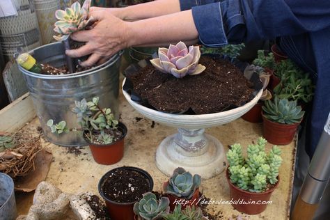 To create the composition shown here, the designer chose a white-painted wooden urn 12 inches in diameter and 8 inches tall, with a basin 3 inches deep. Plants include ‘Sunburst’ aeonium, Echeveria… Water Can Decor, Centerpiece Succulent, Tall Succulents, Succulents In Glass, Succulent Outdoor, Succulent Photography, Succulent Garden Landscape, Outdoor Urns, Cactus Arrangement