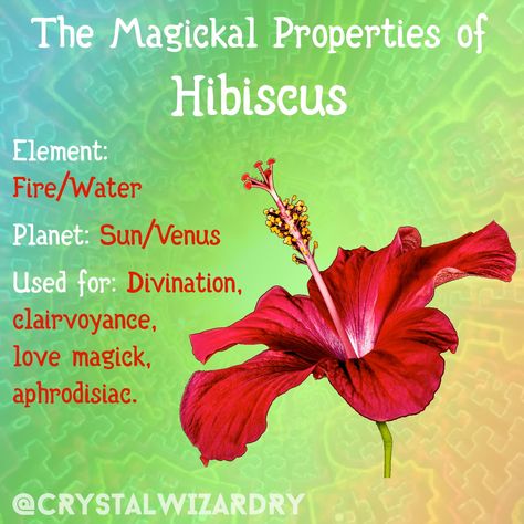 The magickal properties of Hibiscus.   Element: Fire/Water Planet: Sun/Venus Used for: Divination, clairvoyance, love magick, aphrodisiac.  #greenwitch #greenwitchcraft #greenwitchery #herbalmagick #herbwitch #magickal #witchy #witchthings #crystalwizardry Hibiscus Flower Properties, Magical Properties Of Hibiscus, Hibiscus Flower Spiritual Meaning, Hibiscus Flower Magical Properties, Hibiscus Spiritual Meaning, Hibiscus Magical Properties, Hibiscus Properties, Hibiscus Meaning, Hibiscus Flower Meaning