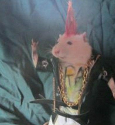 Punk Rat, Rattus Rattus, Funny Rats, Cute Rats, A Rat, Animal Jokes, Funny Animal Pictures, Cute Little Animals, Animal Memes