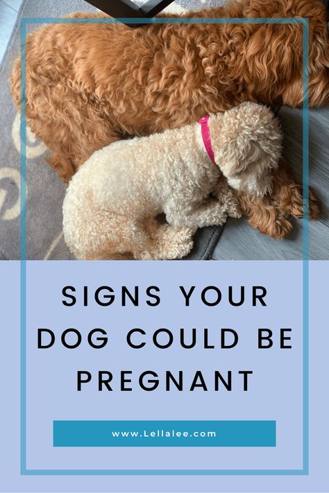 Dog Pregnancy Announcement Puppies, Dog Throwing Up, Dog Pregnancy, Dog Pregnancy Announcement, Newly Pregnant, Whelping Box, Pregnant Dog, Lifestyle Board, Pregnancy Signs