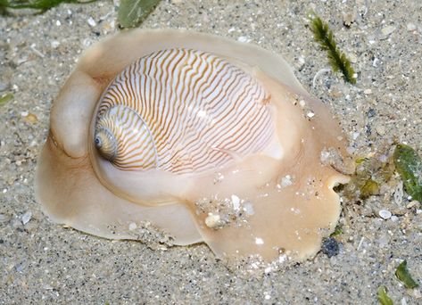 moon snail | budak | Flickr Moon Snail, Sea Snails, Bio Design, Salt Water Fish, Sea Snail, Salt, Moon, Fish, Water