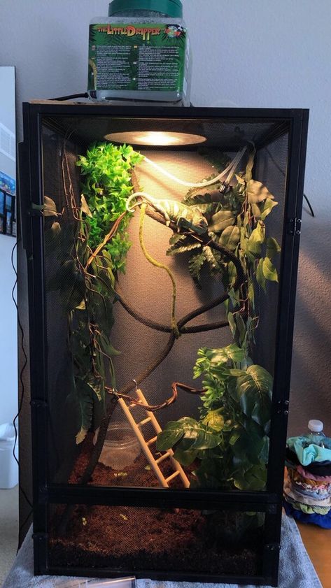 How to Keep Screen Cage More Humid??? | Chameleon Forums Pet Chameleon Cage, Snake Cage Aesthetic, Cuban False Chameleon Enclosure, Chameleon Set Up, Lizard Cage Ideas, Pet Camilion, Chameleon Habitat Ideas, Chameleon Terrarium Ideas, Panther Chameleon Enclosure